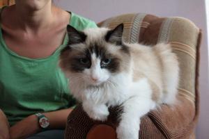 Diez alternativas a los alojamientos convencionales El gato de nuestro anfitrión de Couchsurfer