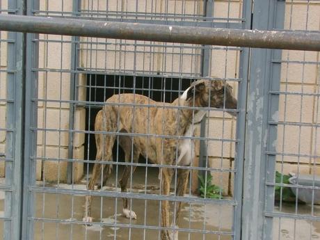 HAY 11 GALGOS EN LA PERRERA DE CÓRDOBA QUE ESTÁN EN UNAS CONDICIONES PÉSIMAS ESPERANDO A QUE LOS SALVEMOS.