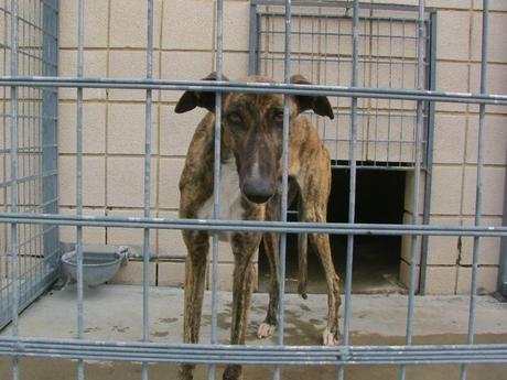 HAY 11 GALGOS EN LA PERRERA DE CÓRDOBA QUE ESTÁN EN UNAS CONDICIONES PÉSIMAS ESPERANDO A QUE LOS SALVEMOS.