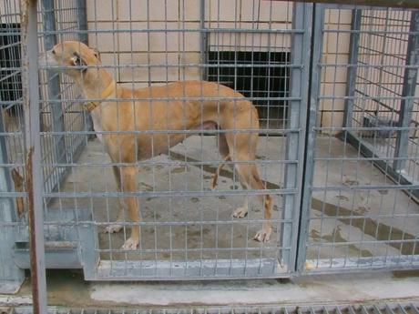 HAY 11 GALGOS EN LA PERRERA DE CÓRDOBA QUE ESTÁN EN UNAS CONDICIONES PÉSIMAS ESPERANDO A QUE LOS SALVEMOS.