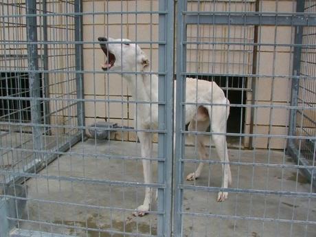HAY 11 GALGOS EN LA PERRERA DE CÓRDOBA QUE ESTÁN EN UNAS CONDICIONES PÉSIMAS ESPERANDO A QUE LOS SALVEMOS.