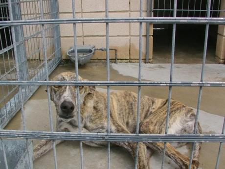 HAY 11 GALGOS EN LA PERRERA DE CÓRDOBA QUE ESTÁN EN UNAS CONDICIONES PÉSIMAS ESPERANDO A QUE LOS SALVEMOS.