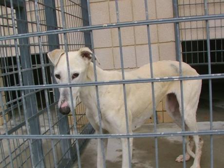 HAY 11 GALGOS EN LA PERRERA DE CÓRDOBA QUE ESTÁN EN UNAS CONDICIONES PÉSIMAS ESPERANDO A QUE LOS SALVEMOS.