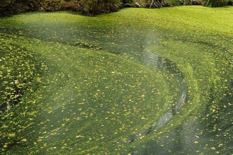 La Eutrofización de las Aguas