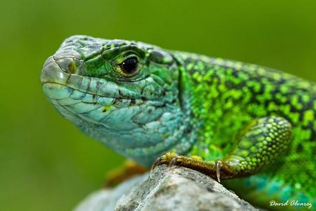 El lagarto verde y el uso masivo de herbicidas