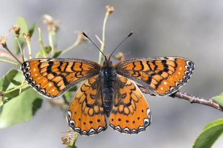 Para ampliar Euphydryas desfontainii (Godart, 1819) hacer clic