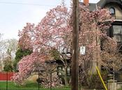 Camelias flor, Hamilton,