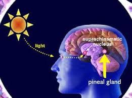 glandula pineal 2 Una Joya Oculta La Glándula Pineal 