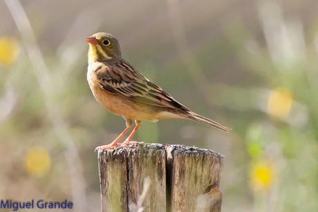 POR LA TIERRA DEL ROQUERO ROJO-TRABAJANDO LA PACIENCIA