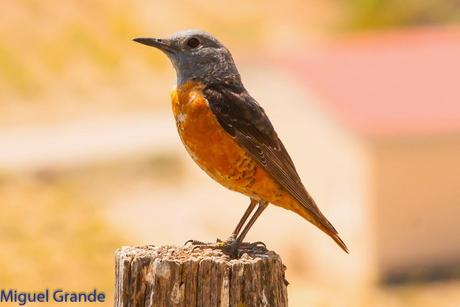 POR LA TIERRA DEL ROQUERO ROJO-TRABAJANDO LA PACIENCIA