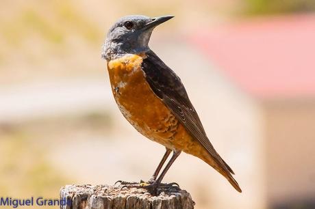 POR LA TIERRA DEL ROQUERO ROJO-TRABAJANDO LA PACIENCIA