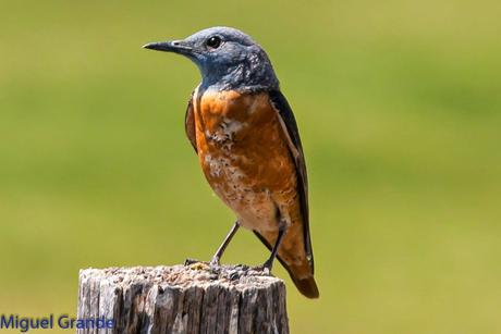 POR LA TIERRA DEL ROQUERO ROJO-TRABAJANDO LA PACIENCIA