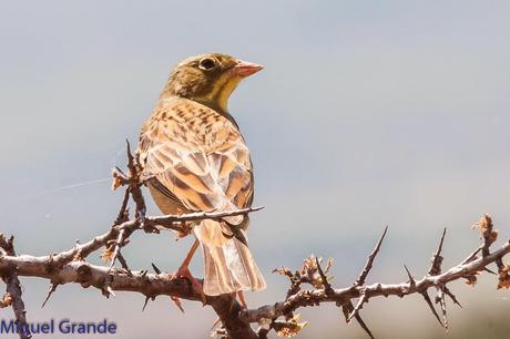 POR LA TIERRA DEL ROQUERO ROJO-TRABAJANDO LA PACIENCIA