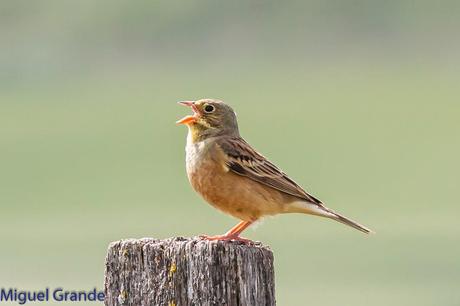 POR LA TIERRA DEL ROQUERO ROJO-TRABAJANDO LA PACIENCIA