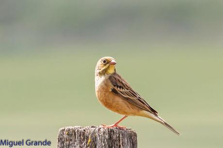 POR LA TIERRA DEL ROQUERO ROJO-TRABAJANDO LA PACIENCIA