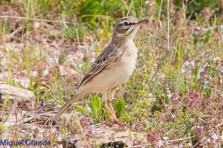 POR LA TIERRA DEL ROQUERO ROJO-TRABAJANDO LA PACIENCIA