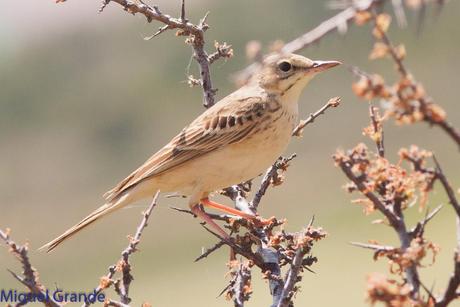 POR LA TIERRA DEL ROQUERO ROJO-TRABAJANDO LA PACIENCIA
