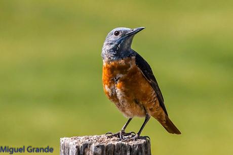 POR LA TIERRA DEL ROQUERO ROJO-TRABAJANDO LA PACIENCIA
