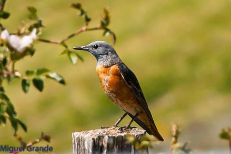 POR LA TIERRA DEL ROQUERO ROJO-TRABAJANDO LA PACIENCIA