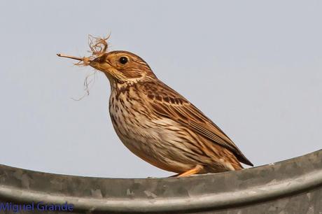 POR LA TIERRA DEL ROQUERO ROJO-TRABAJANDO LA PACIENCIA