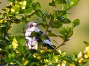 tierra roquero rojo-trabajando paciencia