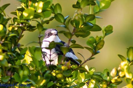 POR LA TIERRA DEL ROQUERO ROJO-TRABAJANDO LA PACIENCIA