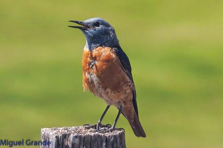 POR LA TIERRA DEL ROQUERO ROJO-TRABAJANDO LA PACIENCIA
