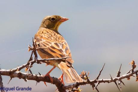 POR LA TIERRA DEL ROQUERO ROJO-TRABAJANDO LA PACIENCIA