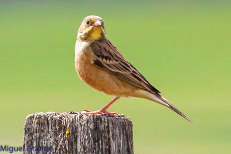 POR LA TIERRA DEL ROQUERO ROJO-TRABAJANDO LA PACIENCIA
