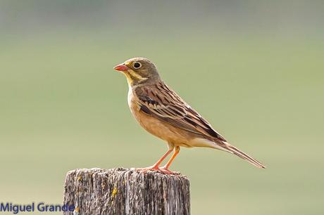 POR LA TIERRA DEL ROQUERO ROJO-TRABAJANDO LA PACIENCIA