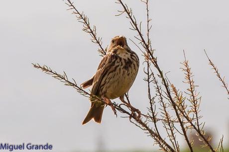 POR LA TIERRA DEL ROQUERO ROJO-TRABAJANDO LA PACIENCIA