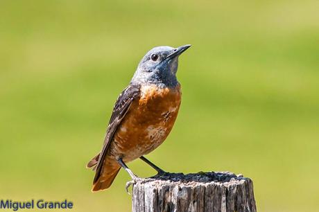 POR LA TIERRA DEL ROQUERO ROJO-TRABAJANDO LA PACIENCIA
