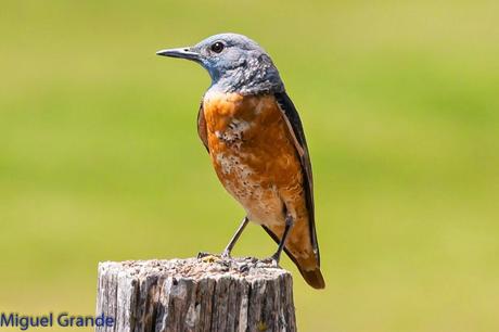 POR LA TIERRA DEL ROQUERO ROJO-TRABAJANDO LA PACIENCIA