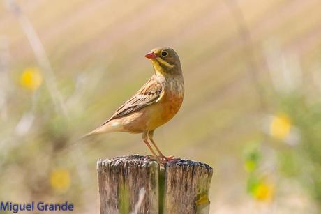 POR LA TIERRA DEL ROQUERO ROJO-TRABAJANDO LA PACIENCIA