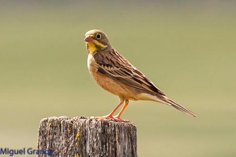 POR LA TIERRA DEL ROQUERO ROJO-TRABAJANDO LA PACIENCIA