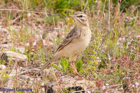 POR LA TIERRA DEL ROQUERO ROJO-TRABAJANDO LA PACIENCIA