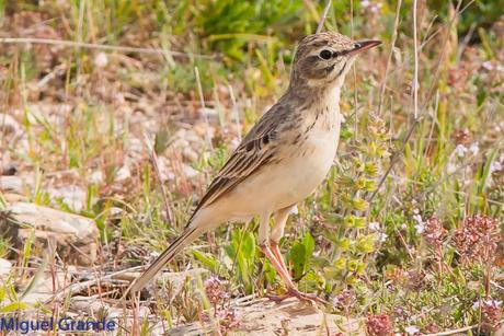 POR LA TIERRA DEL ROQUERO ROJO-TRABAJANDO LA PACIENCIA