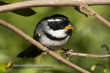 Cerquero de collar (Saffron-billed Sparrow) Arremon flavirostris