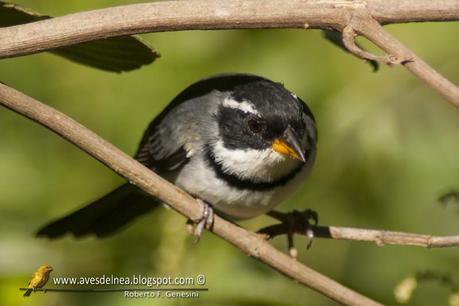 Cerquero de collar (Saffron-billed Sparrow) Arremon flavirostris