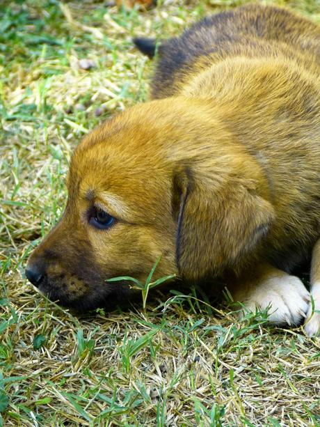 ¿Tienes un cachorro o quieres tener uno? Entonces tienes que leer esto