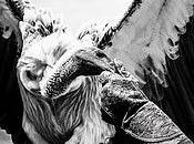 Águilas Cetrería (Lorca)