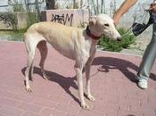 KENDRA, preciosa galguita abandonada suerte, Madrid.