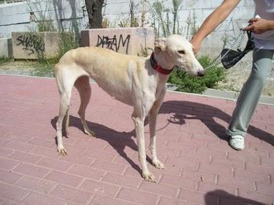 KENDRA, preciosa galguita abandonada a su suerte, Madrid.