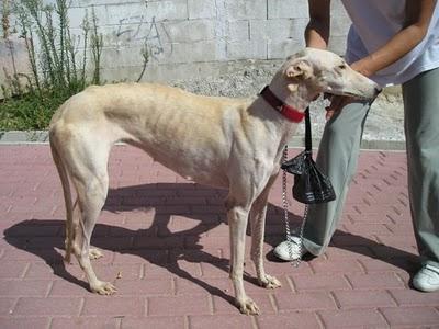 KENDRA, preciosa galguita abandonada a su suerte, Madrid.