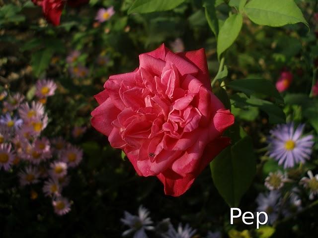 Asters y otras perennes otoñales con  rosales (I)
