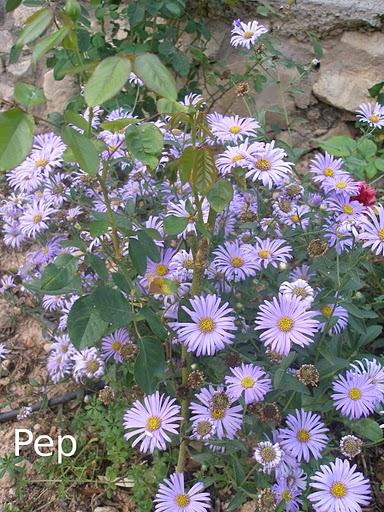 Asters y otras perennes otoñales con  rosales (I)