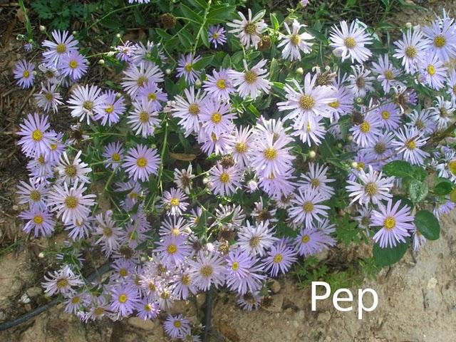 Asters y otras perennes otoñales con  rosales (I)