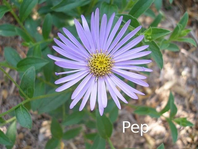 Asters y otras perennes otoñales con  rosales (I)