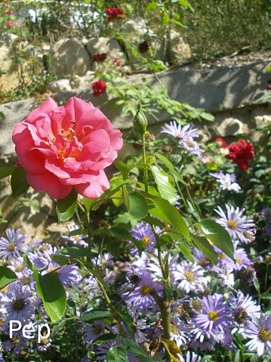 Asters y otras perennes otoñales con  rosales (I)