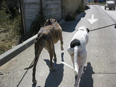 Los galgos somos así y que nadie lo dude!!